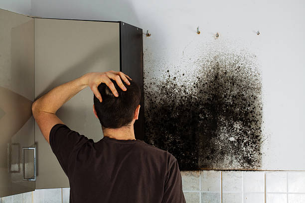 Best Commercial Mold Removal  in Dulce, NM